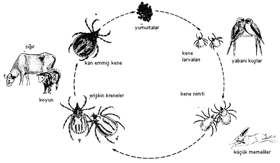 ZZZ-SİLİNMEYECEK-Resim çekmek için url sayfası
