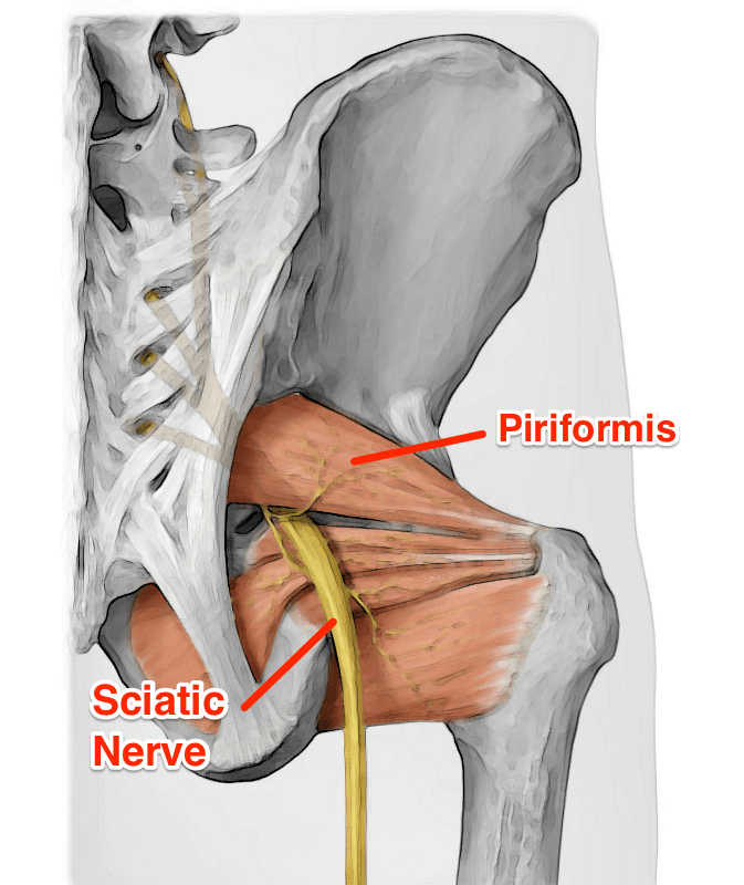 Priformis Germe Egzersizleri