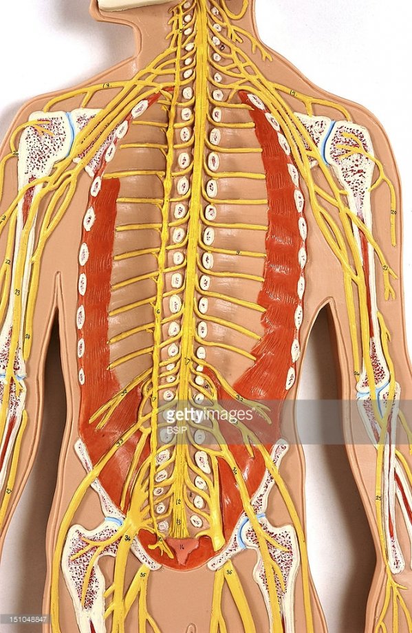 Bel ve Boyun Ağrılarını Çeken Bilir