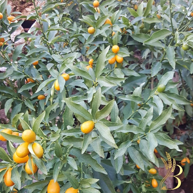 Kumquat