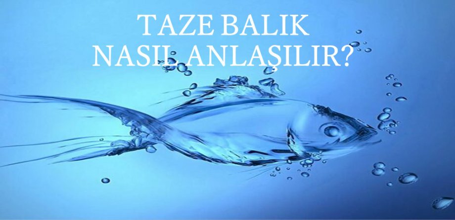 Taze Balık Nasıl Anlaşılır?